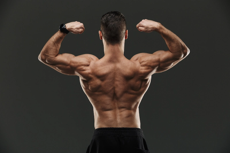 What is the quickest muscle to grow
