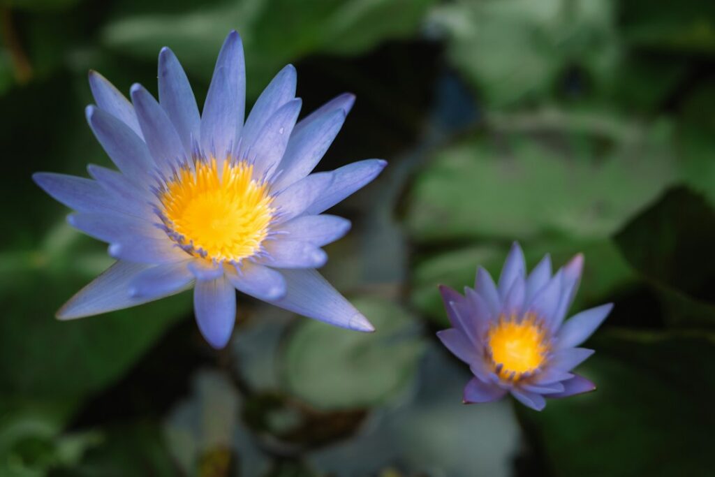 Two blue water lilies in bloom above dark green pond leaves